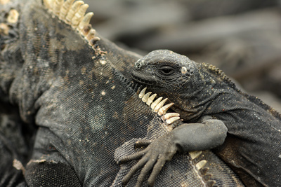 Galapagos (1/2)