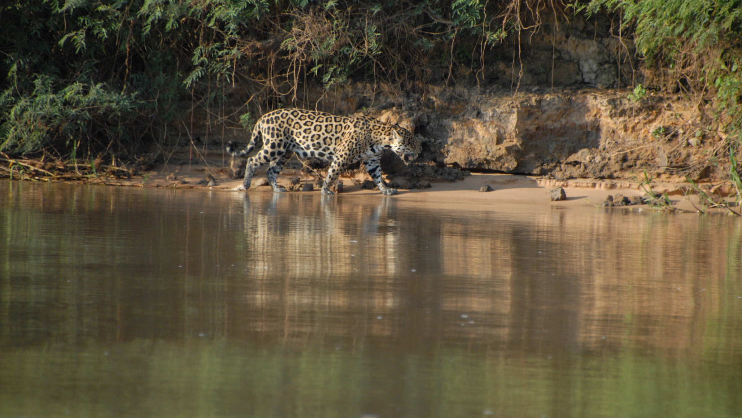 "Wilde Inseln: Amazonas": Jaguar am Wasser.