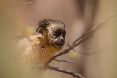 Tierkinder der Wildnis: Chico, der Kapuzineraffe