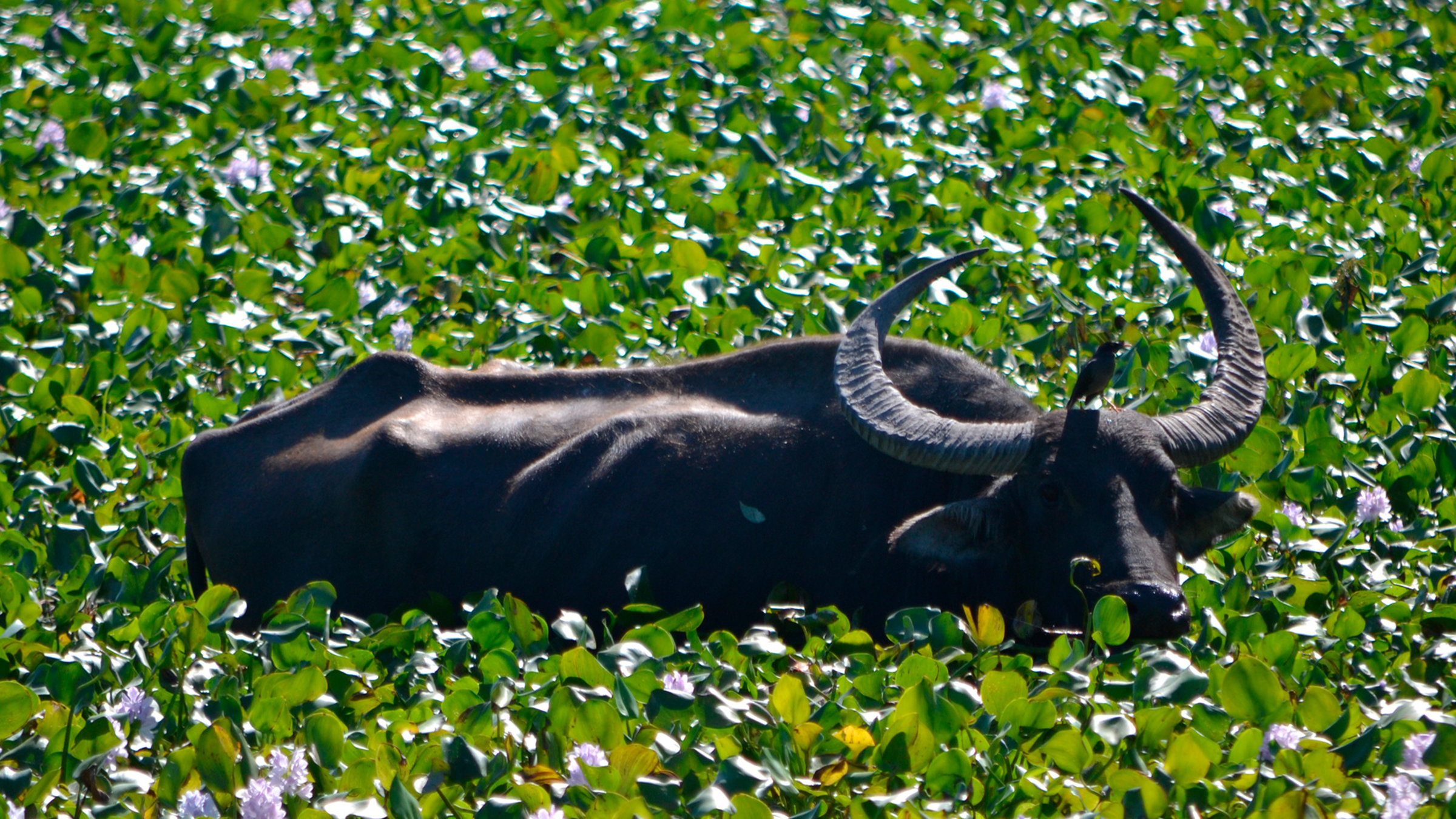 "Geheimnisse Asiens - Die schönsten Nationalparks - Indiens Reich der großen Tiere": Wilder asiatischer Wasserbueffel im Kaziranga Nationalpark