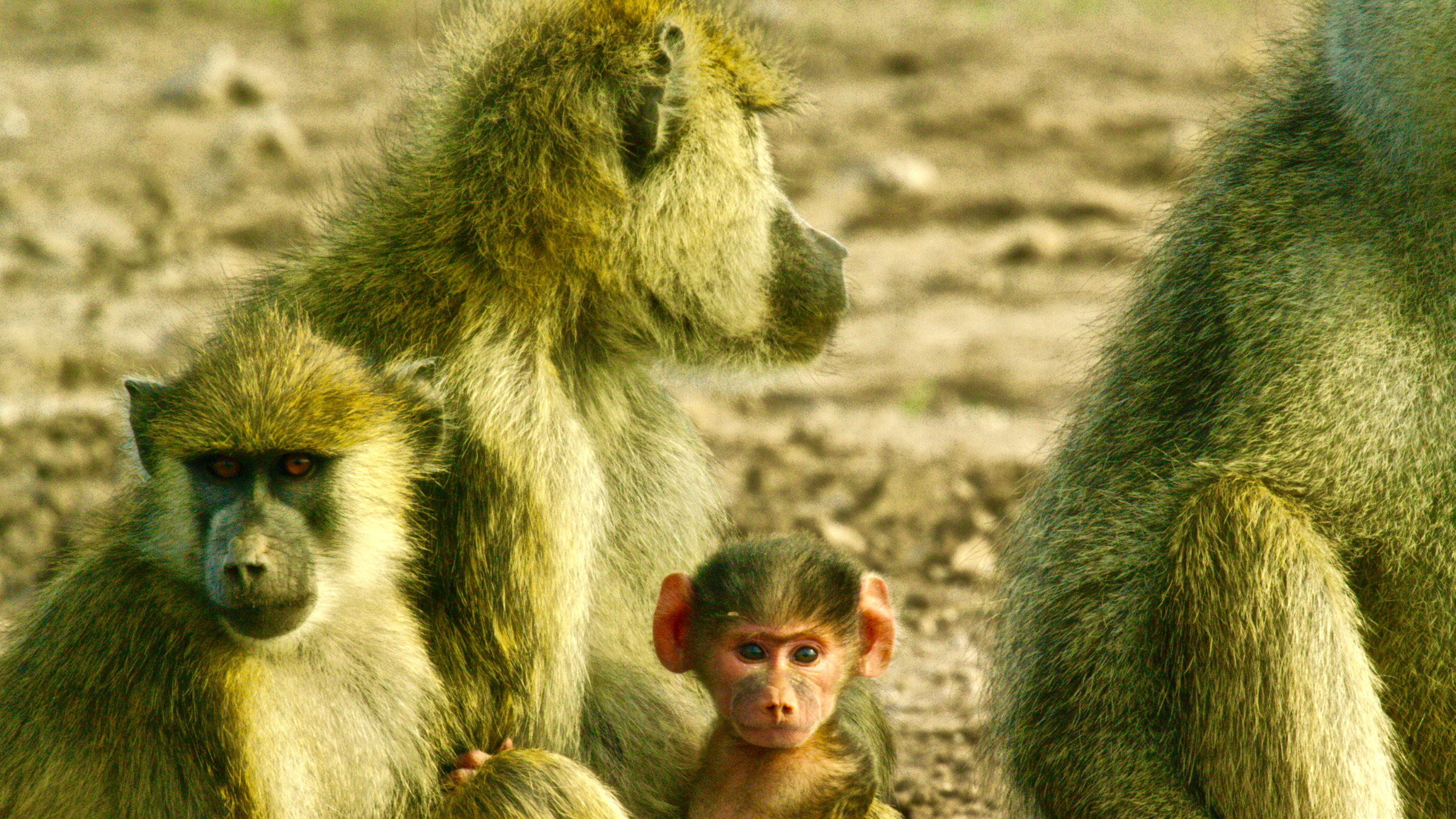 "Die Königinnen der Savanne": Nahaufnahme, drei erwachsene Paviane und ein Baby