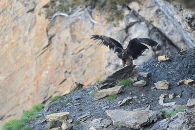 Wildnis Europa: Der Bartgeier