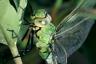 Libellen - Die Himmelsjäger