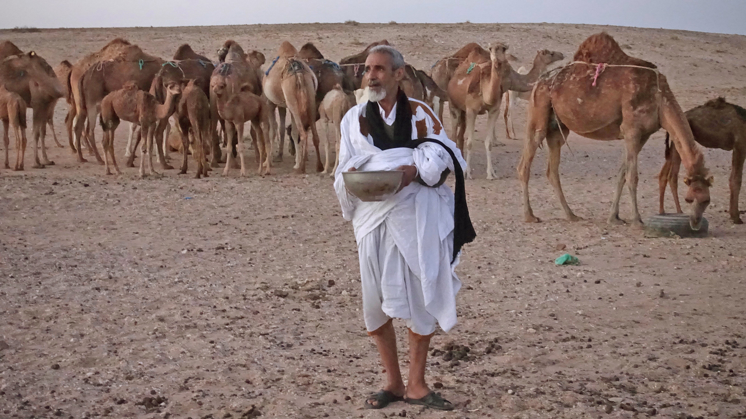 "Männer der Wüste - Mit Kamelhirten durch die Sahara": Kamele können bis zu 200 Liter Wasser trinken.
