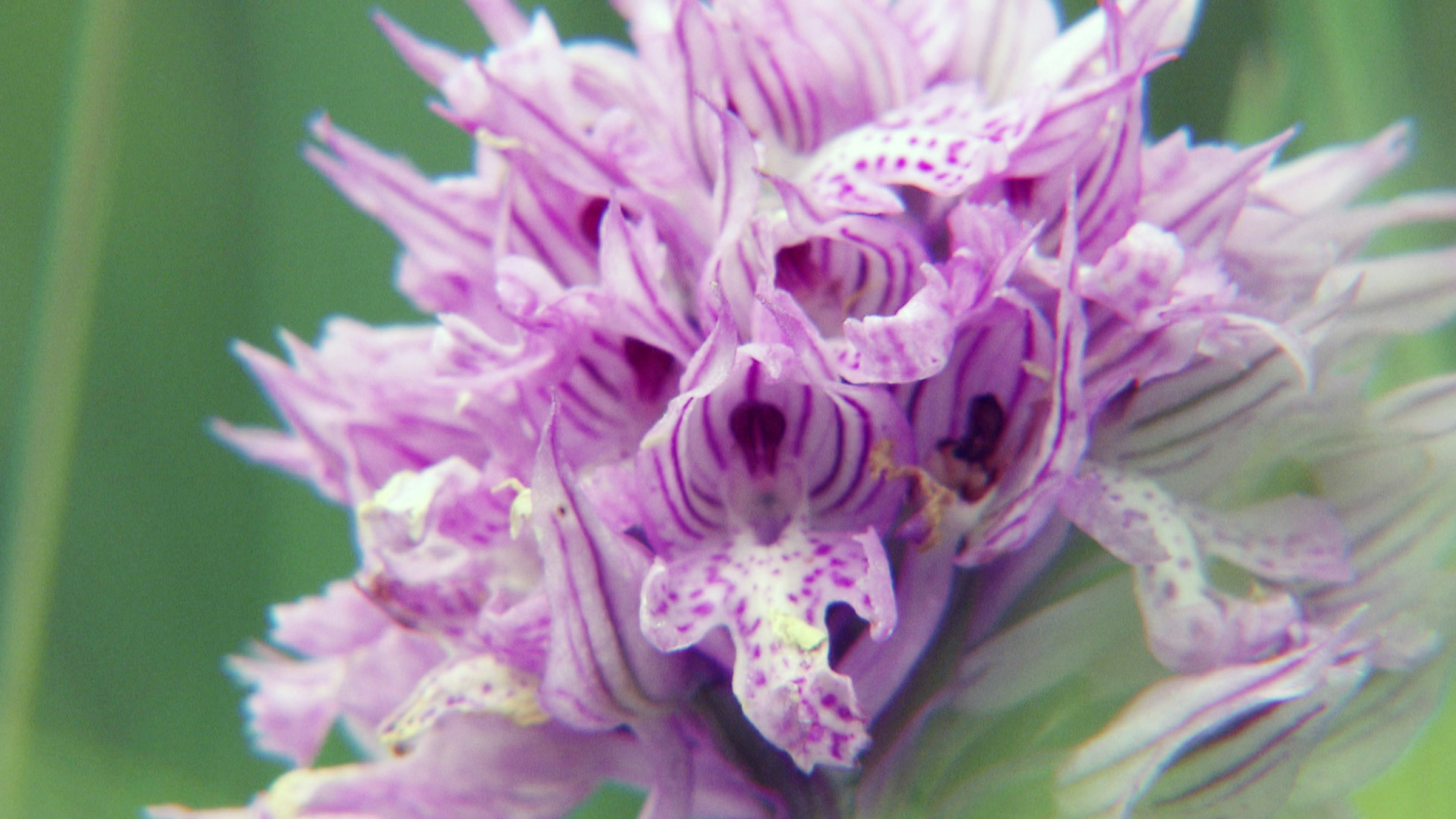 "Verborgene Schönheit - Auf den Spuren der wilden Orchideen in Kärnten": Nahaufnahme einer Orchidee