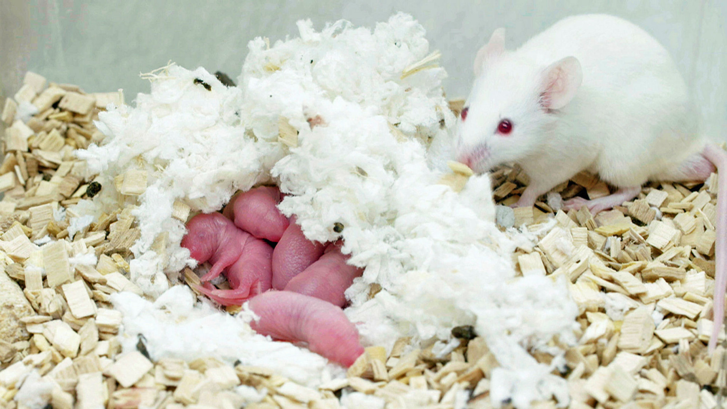 "Forschen ohne Leid: Alternativen zum Tierversuch": Maus mit Nachwuchs