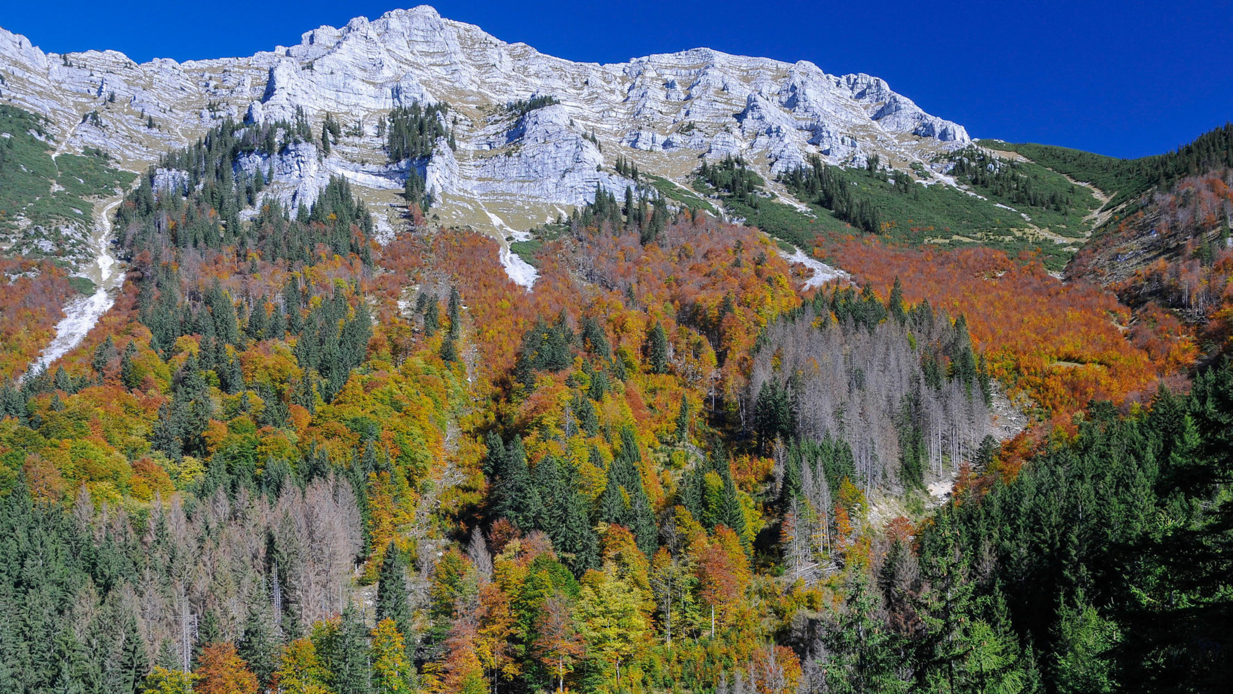 "Urwald der Alpen - Wildnisgebiet Dürrenstein" - Panoramablick auf die Dürrenstein-Südwestflanke im Herbst
