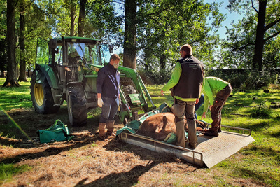 Wildnis Europa: Der Wisent