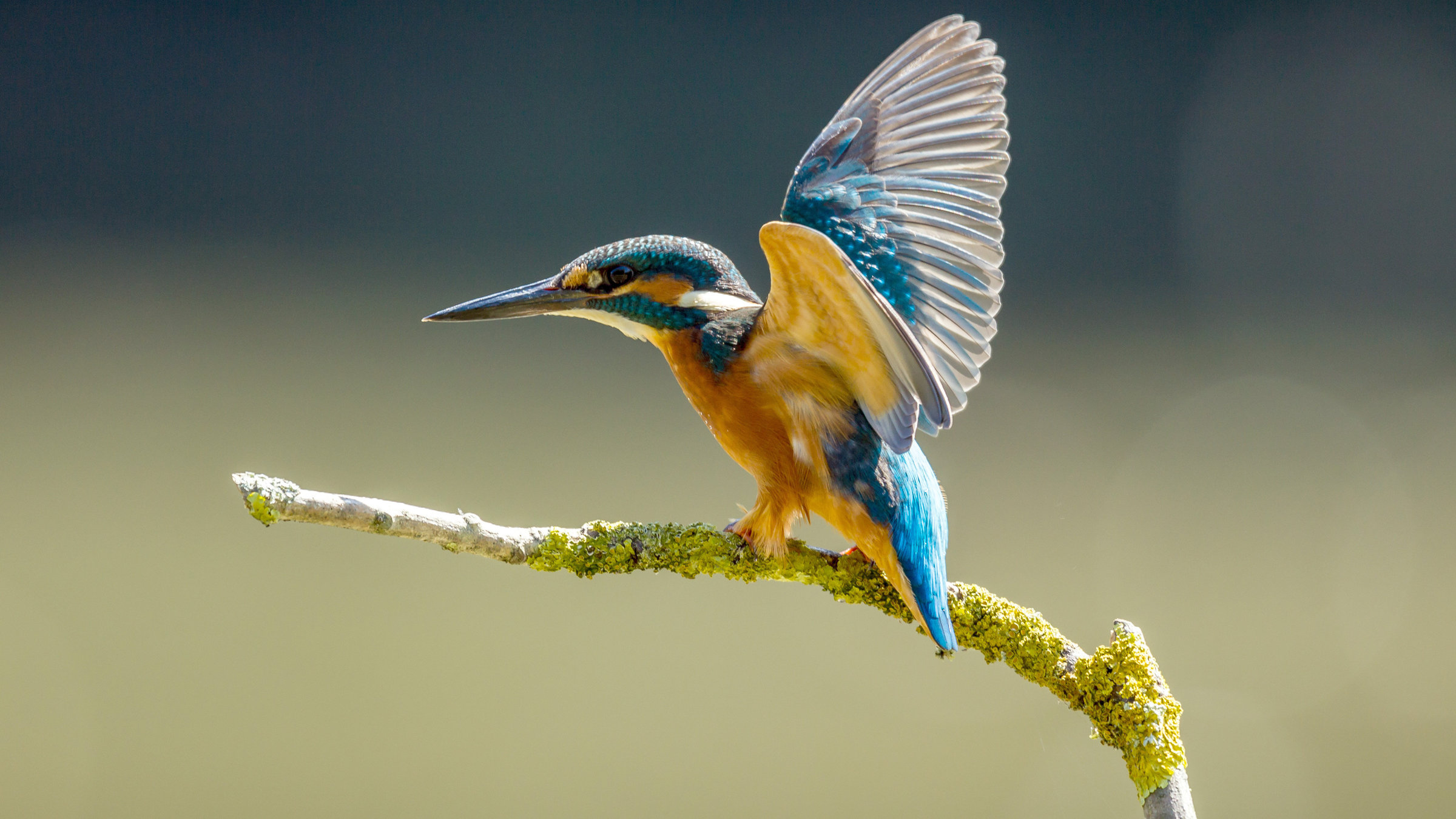 "Ein Fluss lebt auf - Die Revitalisierung der Traisen in Niederösterreich": Eisvogel.