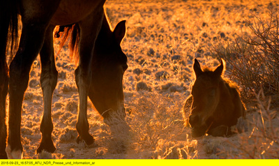 Die Wüstenpferde Namibias - Afrikas wilder Westen