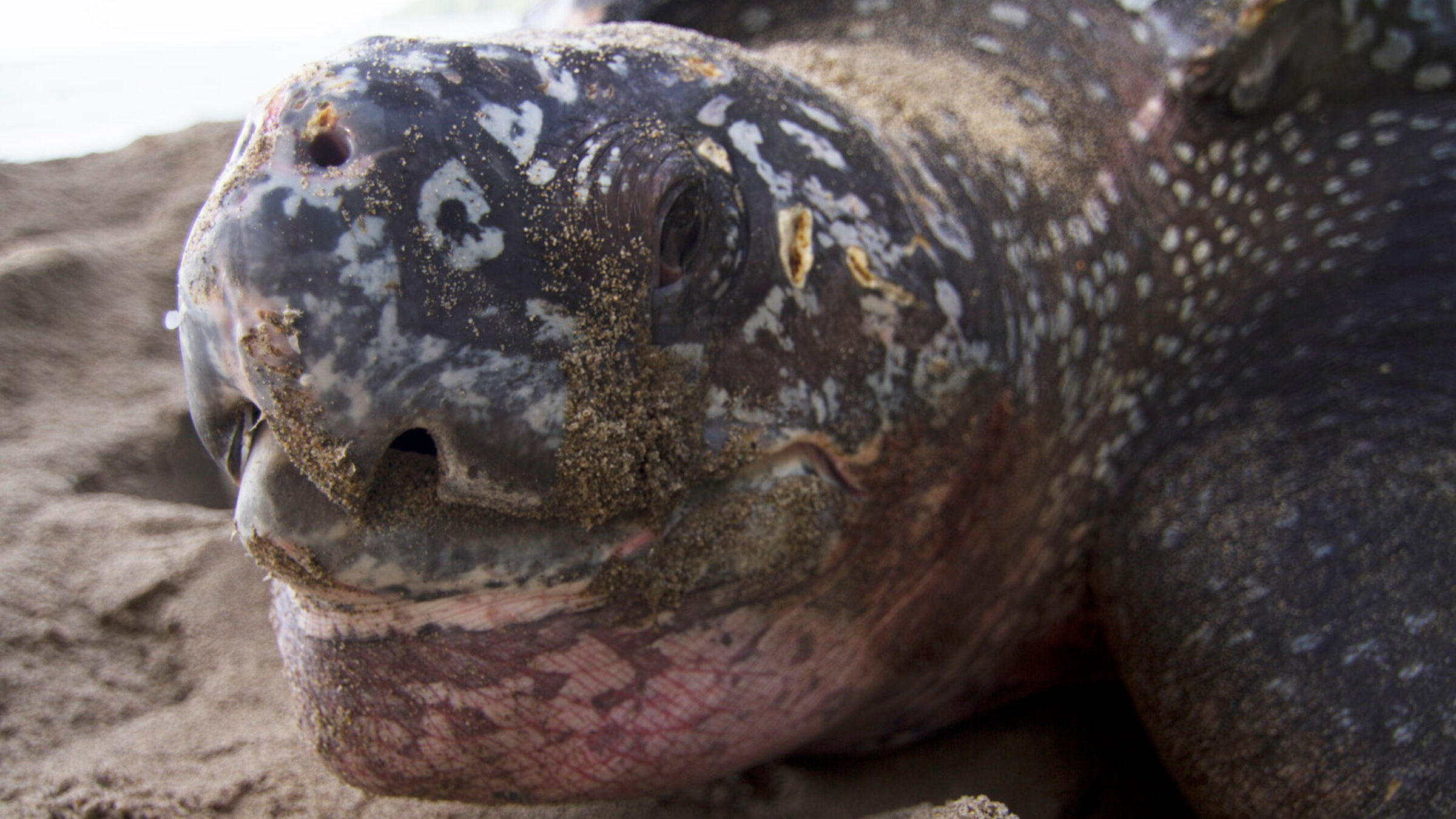 "Wilde Inseln - Karibik": Kopf einer Lederschildkröte.