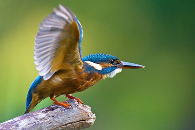 Wörthersee - Bühne für Tier und Mensch