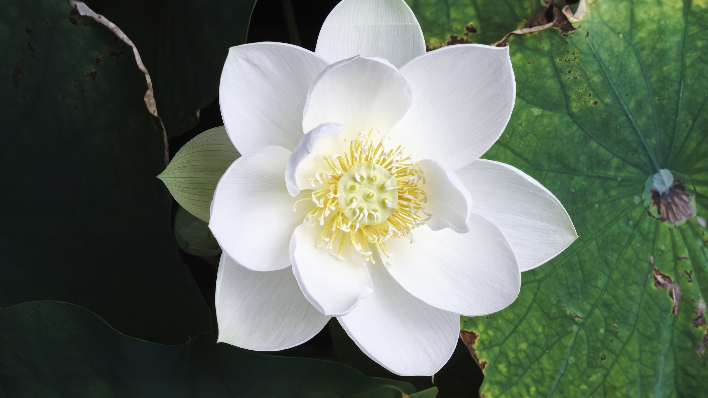 "nano-Doku: Evolution der Blütenwelt – Wie Blumen die Erde erobern": Weiße Lotusblume.