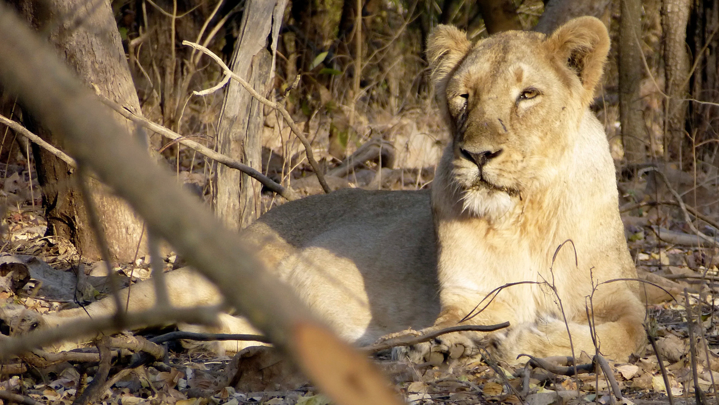 "Geheimnisse Asiens - Die schönsten Nationalparks - Im Reich der indischen Löwen": Liegender Löwe im Gir Nationalpark