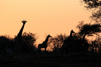 Juwel der Elefantenküste - Afrikas Wunderland Isimangaliso