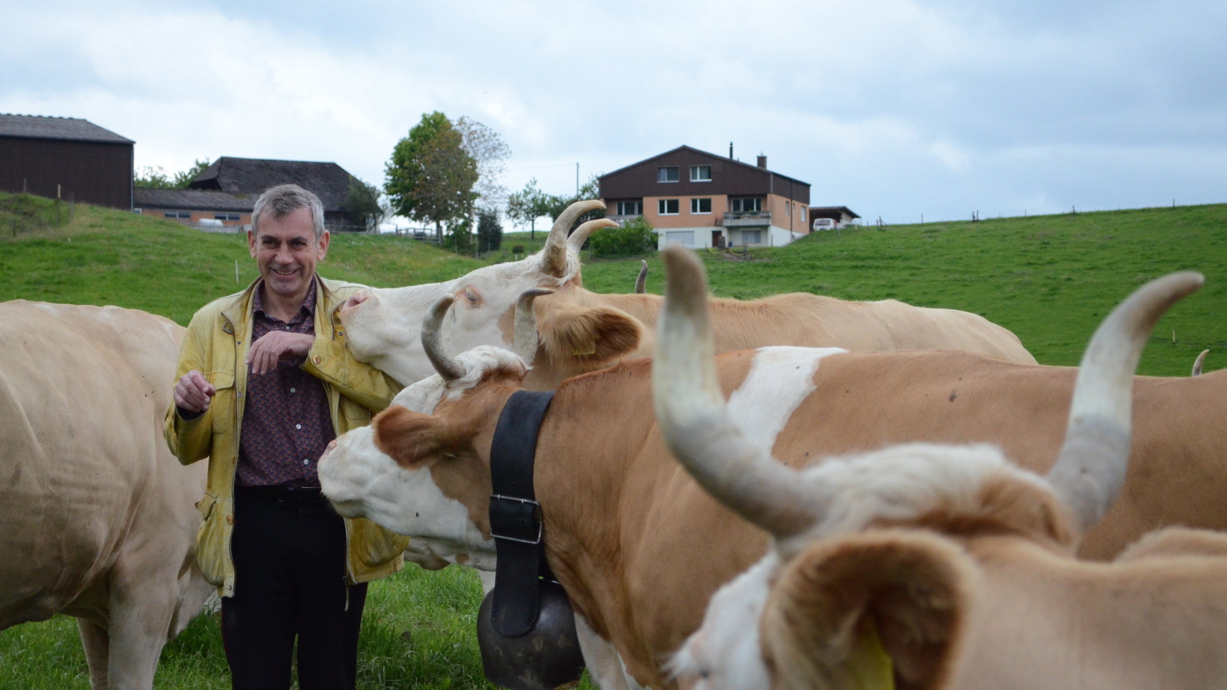 "Kaminer Inside: Schweiz": Wladimir Kaminer inmitten einer Herde Simmentaler Kühe.