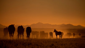 Die Wüstenpferde Namibias - Afrikas wilder Westen