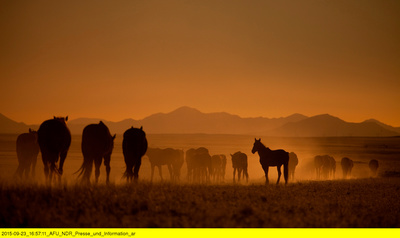 Die Wüstenpferde Namibias - Afrikas wilder Westen