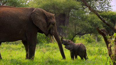Afrikas Ikonen der Tierwelt (3/3)