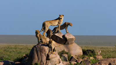 Afrikas Ikonen der Tierwelt (1/3)