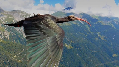 Tierische Überflieger (4/5)