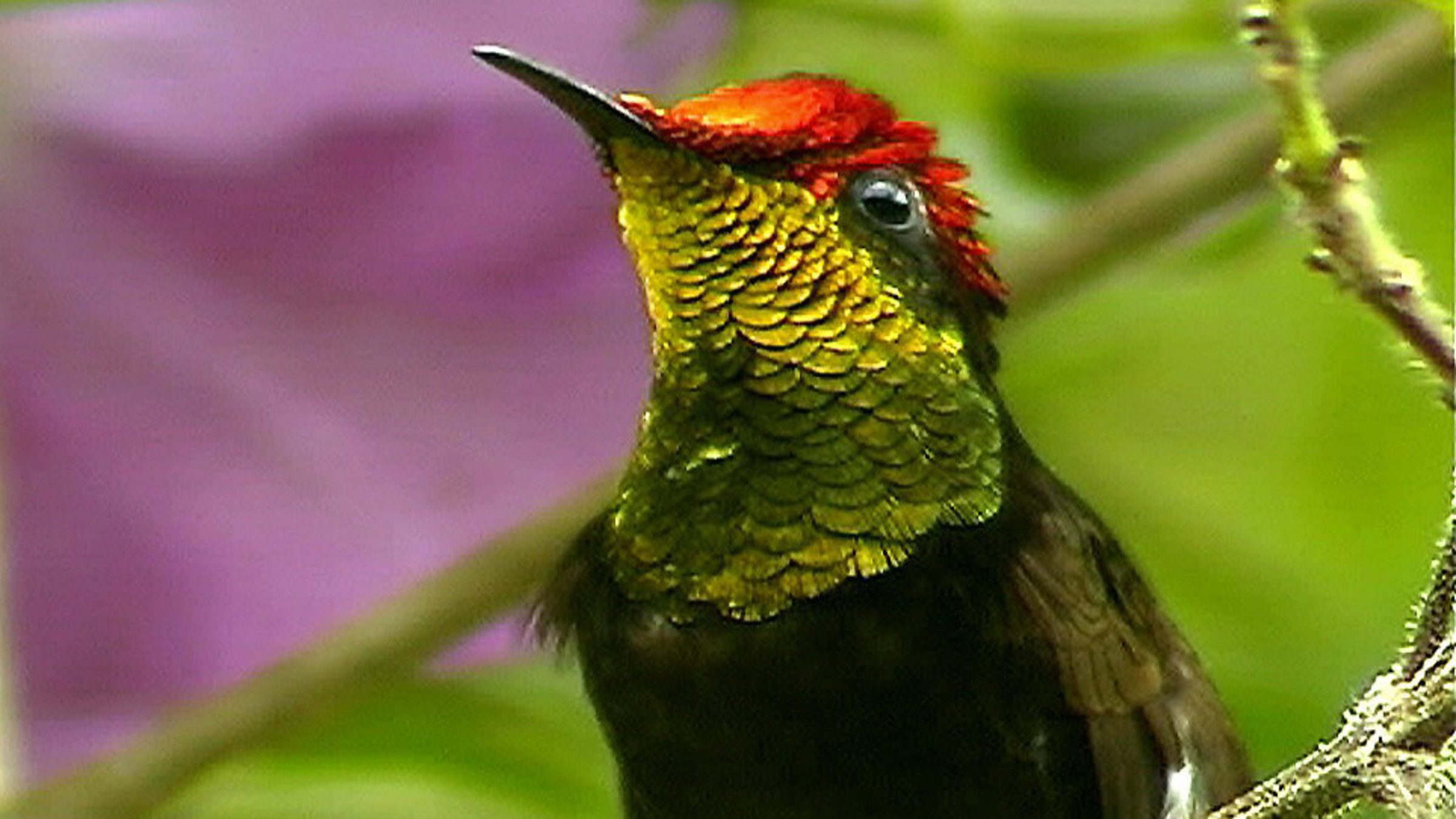 "Brasiliens fliegende Edelsteine" - Der Rubin-Topas - einer der schönsten Kolibris Brasiliens.