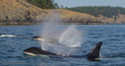 Amerikas Naturwunder - Olympic: Berge am Pazifik