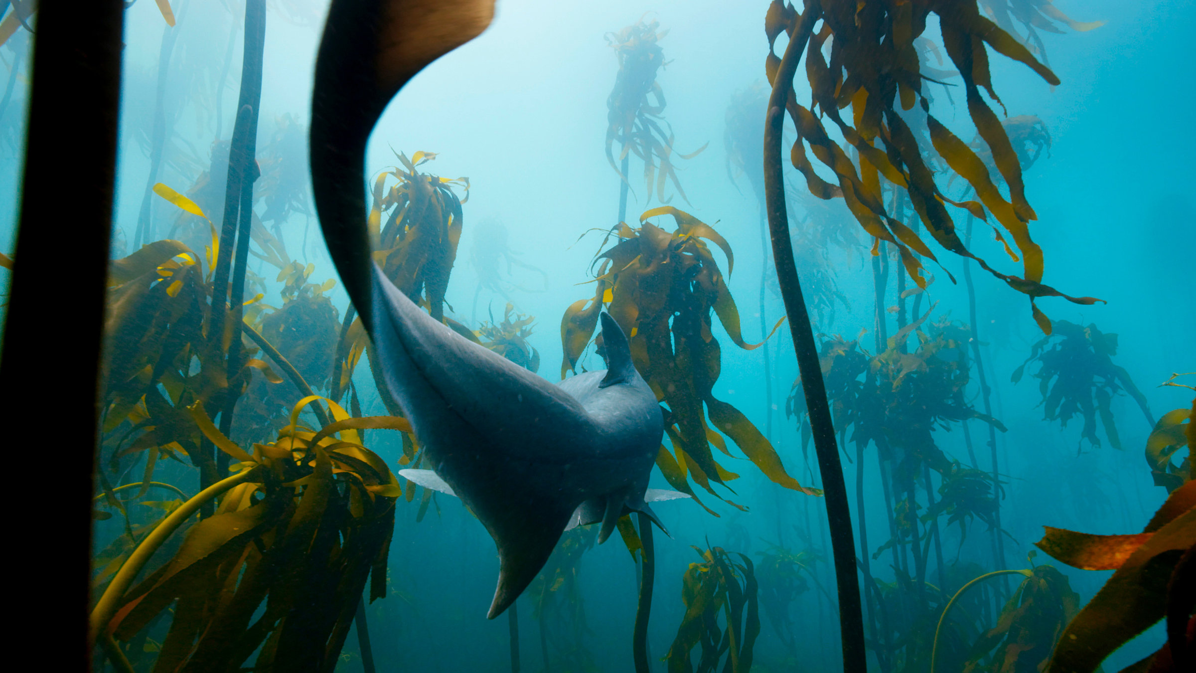 "Der Blaue Planet: Unterwasserdschungel": Siebenkiemer- Haie sind auf das Jagen in den Tangwäldern vor Südafrika spezialisiert.