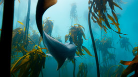 Der Blaue Planet: Unterwasserdschungel