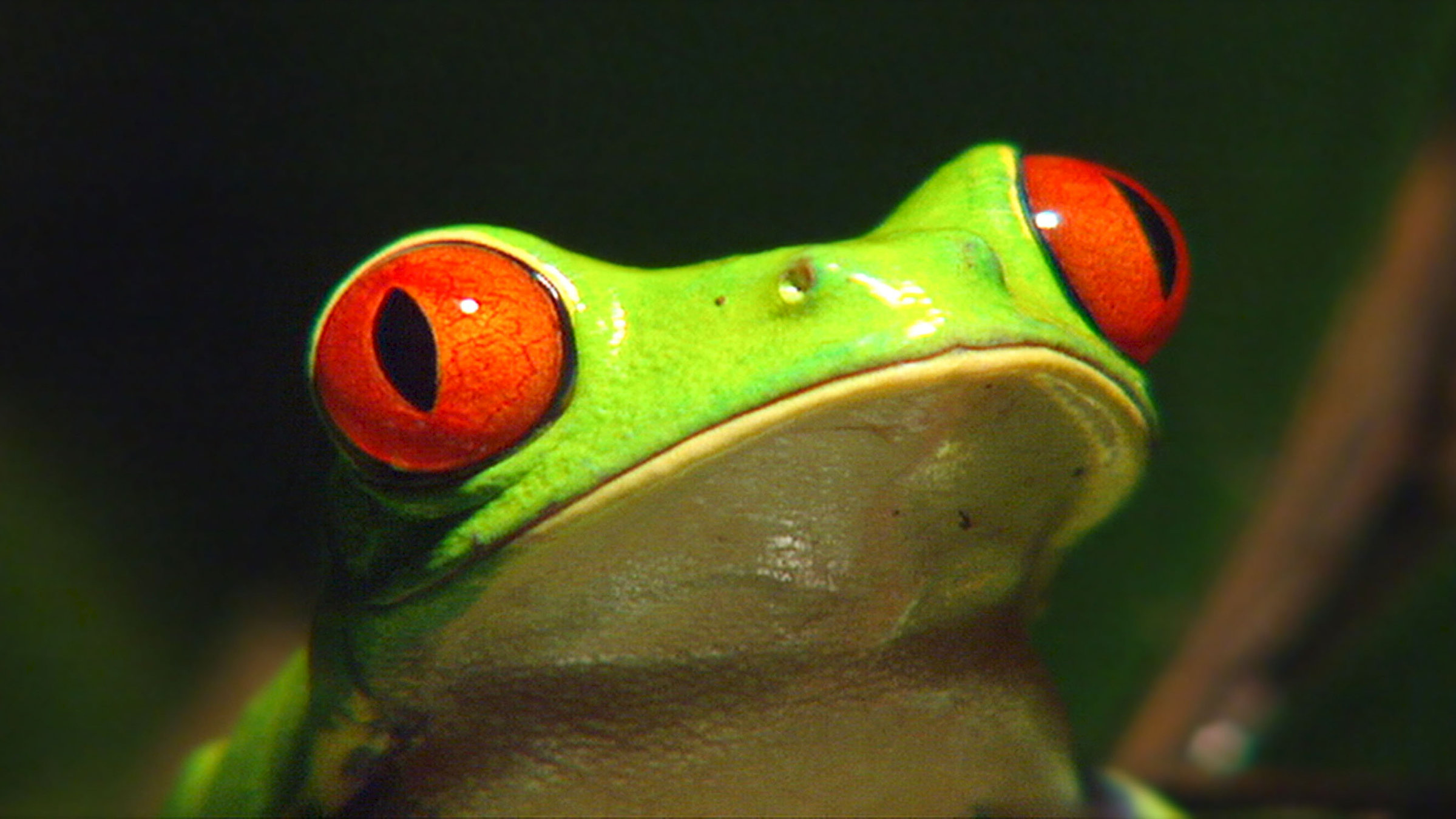"Täuschen und Tarnen - Über Lebenskünstler der Natur": Rotaugenfrosch.