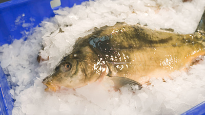 makro: Welcher Fisch darf auf den Tisch?