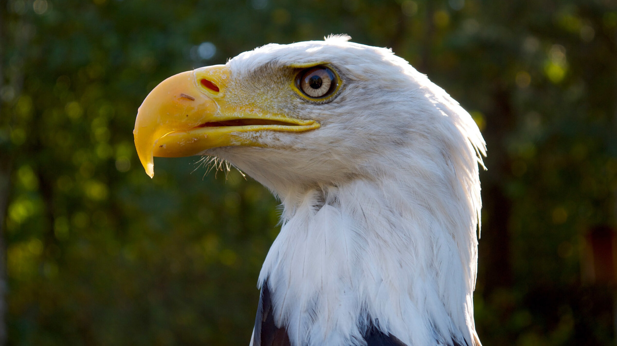 "Wilde Inseln - Vancouver Island": Weißkopfseeadler.