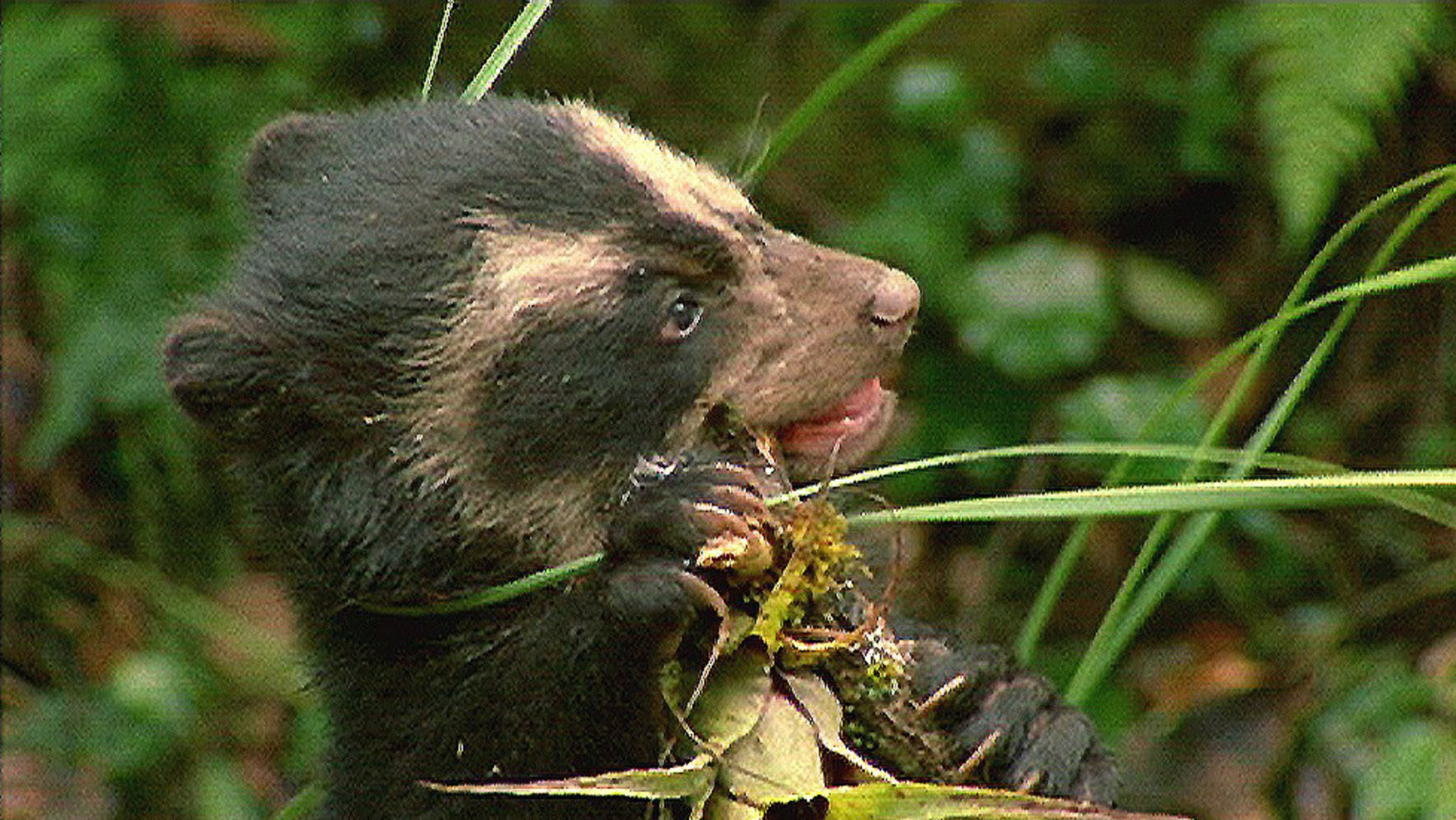 "Geheimnisvoller Nebelwald - Von Brillenbären und Kolibris": Ein junger Brillenbär testet pflanzliche Kost.