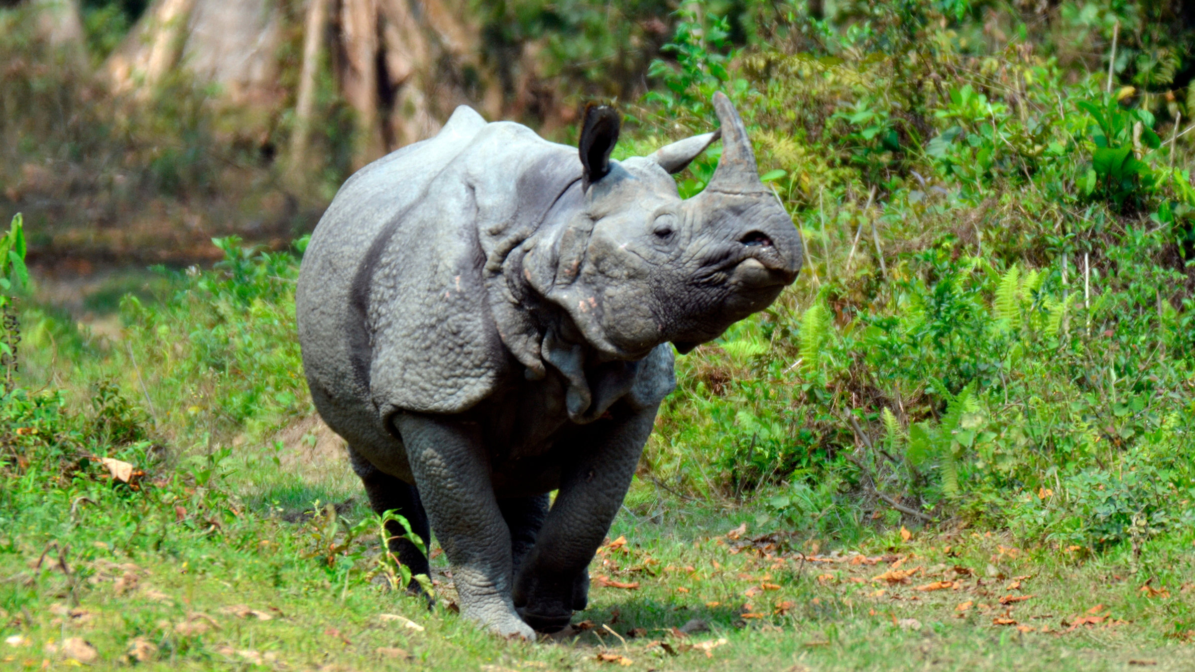 "Erlebnis Erde – Big Five Asien - Die Nashörner": Ein Indisches Panzernashorn