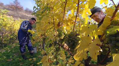 Wachau - Land am Strome