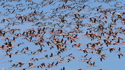 Feuervögel – Die geheimnisvolle Welt der Flamingos