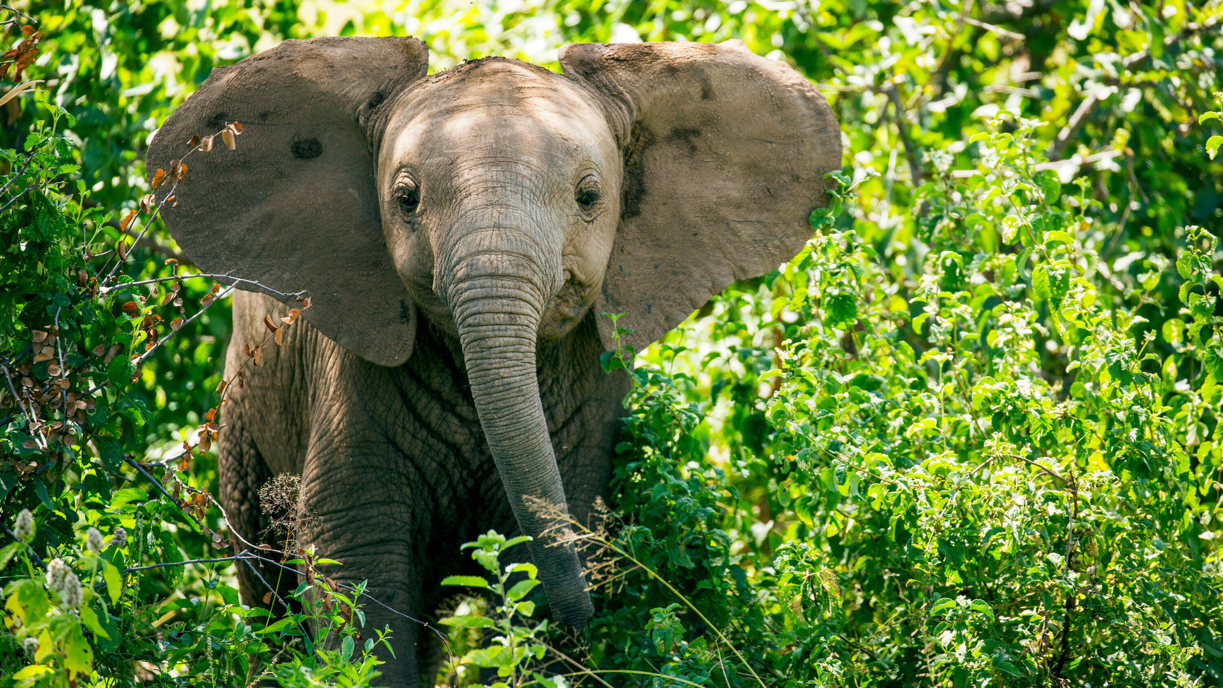 "Fabelhafte Tierbabys: Erste Entdeckungen (2/3)": Safina, ein sieben Monate altes Elefantenbaby, steht mit aufgestellten Ohren im Buffalo Springs National Reserve, Kenia.