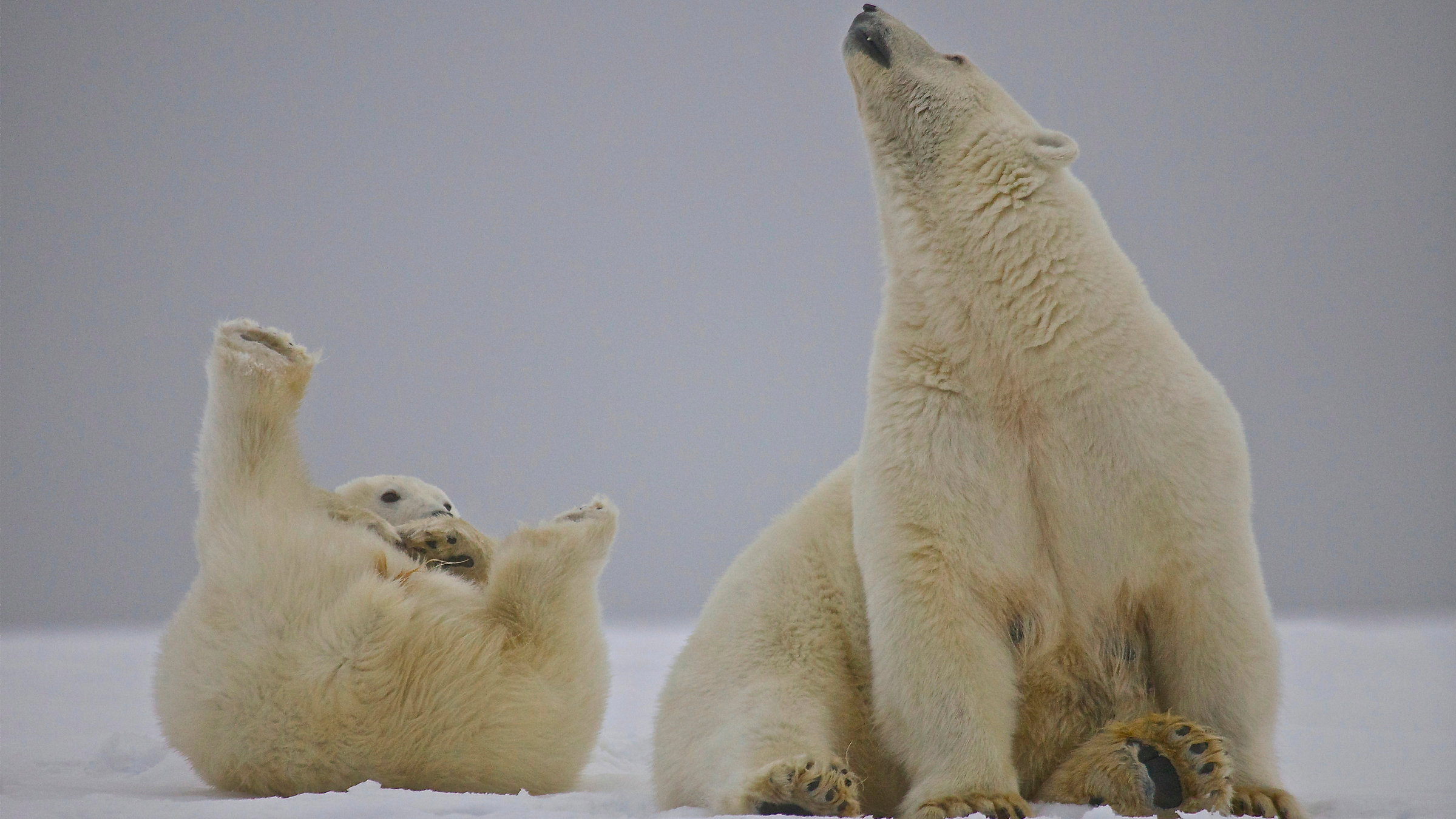 "Amerikas Naturwunder - Nordalaska": Eisbären sind weitestgehend Einzelgänger. Da sie aber kein ausgeprägtes Territorialverhalten haben, können sich ihre Jagdreviere überlappen.