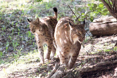 Die Raubkatzen von Herberstein