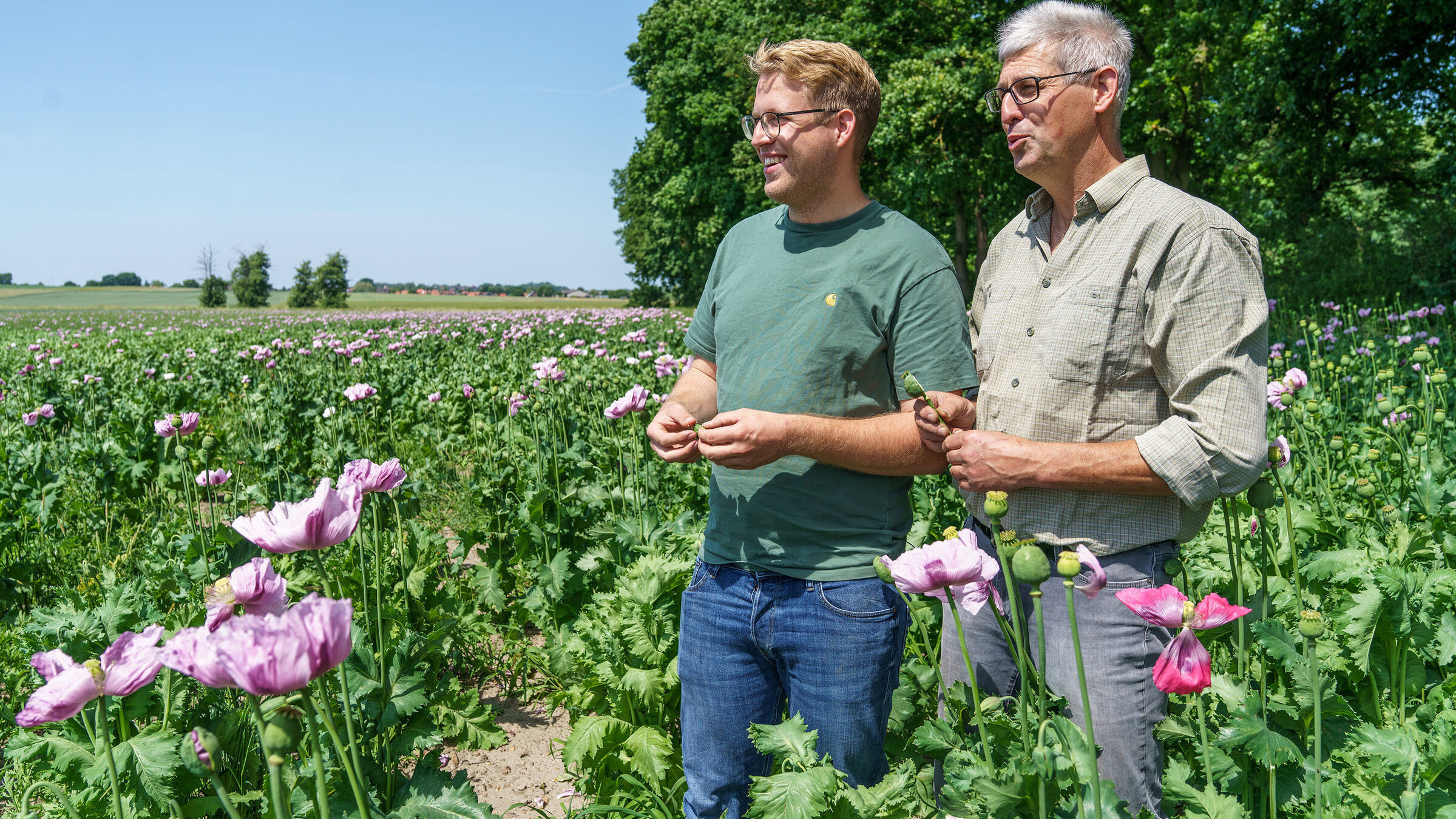"Die Nordreportage: Zwischen Acker und Opiumkontrolle": Wilhelm Behn und Wilhelm Behn sen. (=Senior) sind zufrieden. Ihr Mohn hat sich prächtig entwickelt. Die beiden Landwirte rechnen mit einem guten Ertrag. Zu den Personen: links im Bild Wilhelm Jochen Behn– daneben sein Vater, Wilhelm Jörg Behn.
