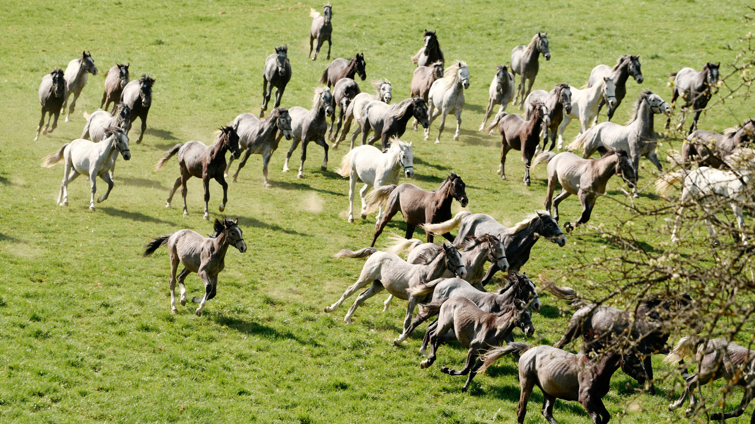 "Die Lipizzanerheimat - Kraftquelle für Mensch und Tier": Lipizzaner Hengste im Gestüt Piber.