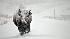 Im Zauber der Wildnis - Yellowstone