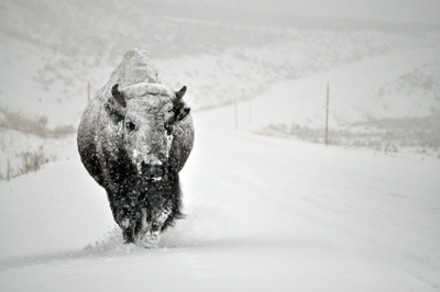 Im Zauber der Wildnis - Yellowstone