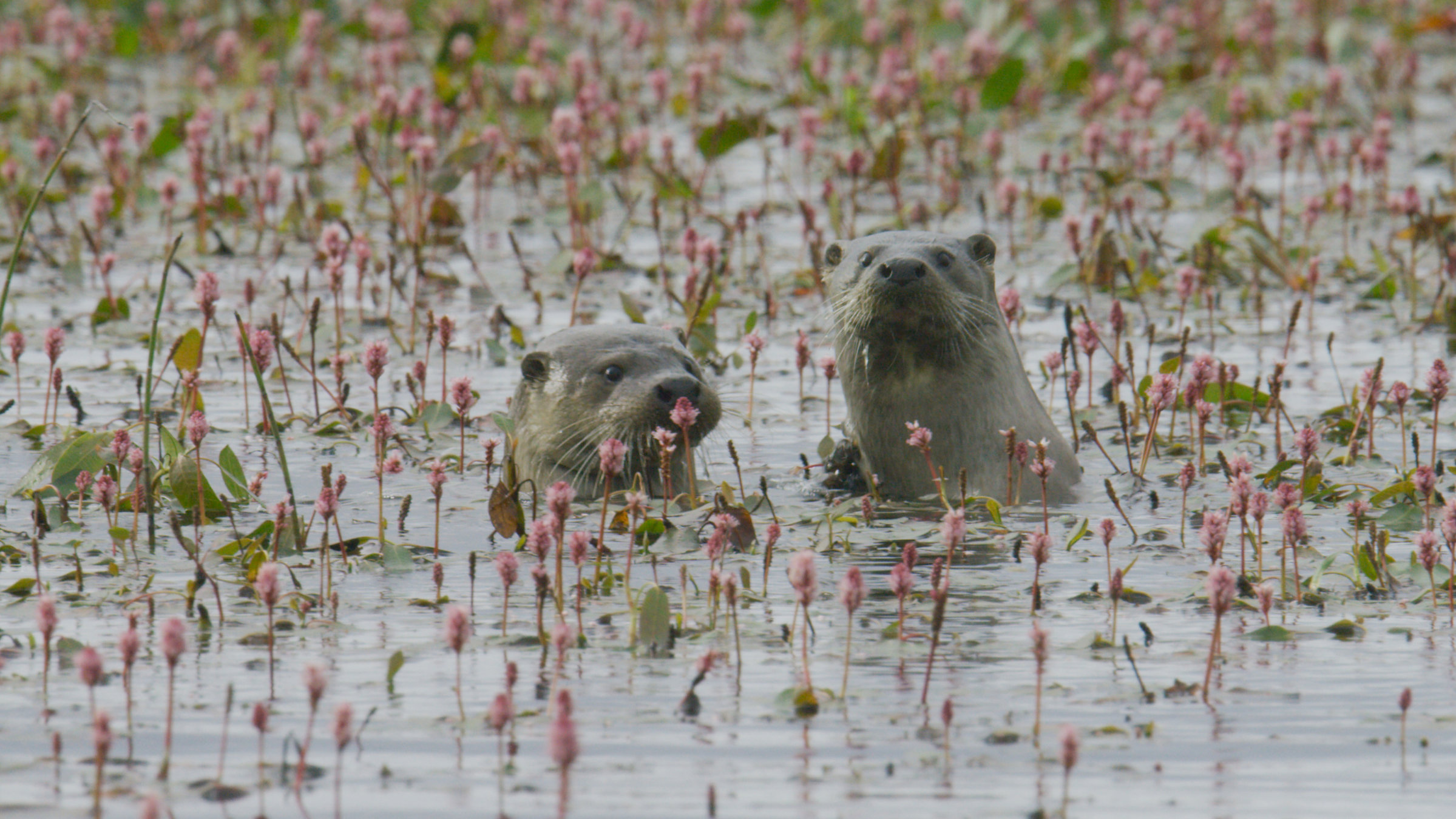 "Schottlands wilde Jahreszeiten (2/4) - Sommer": Zwei Fischotter zwischen Blüten im Wasser.