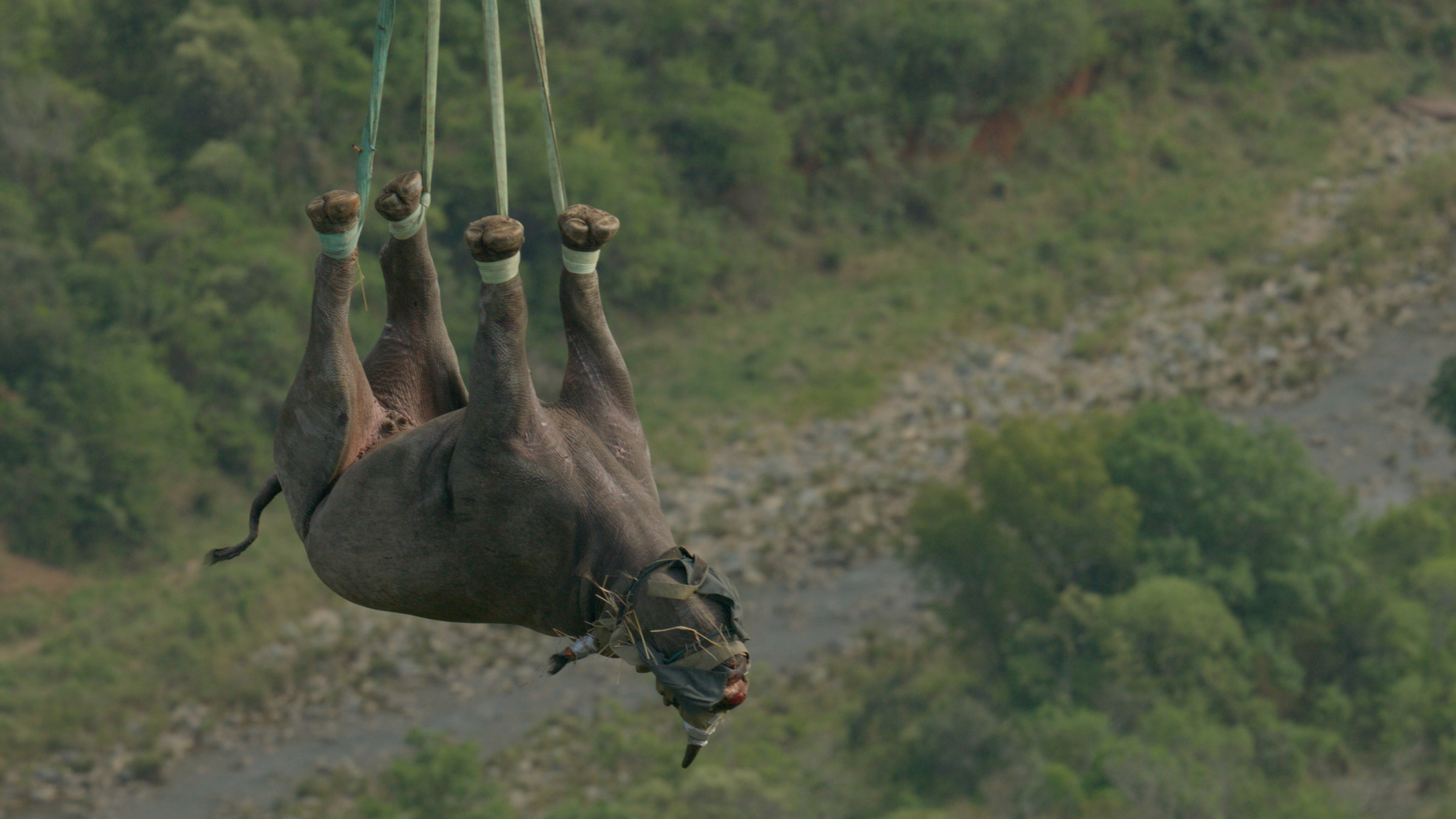 "Terra X: Unsere Erde III - Von Klimarettern und Artenschützerinnen": Ein Spitzmaulnashorn schwebt an einem Seil hängend durch die Luft.