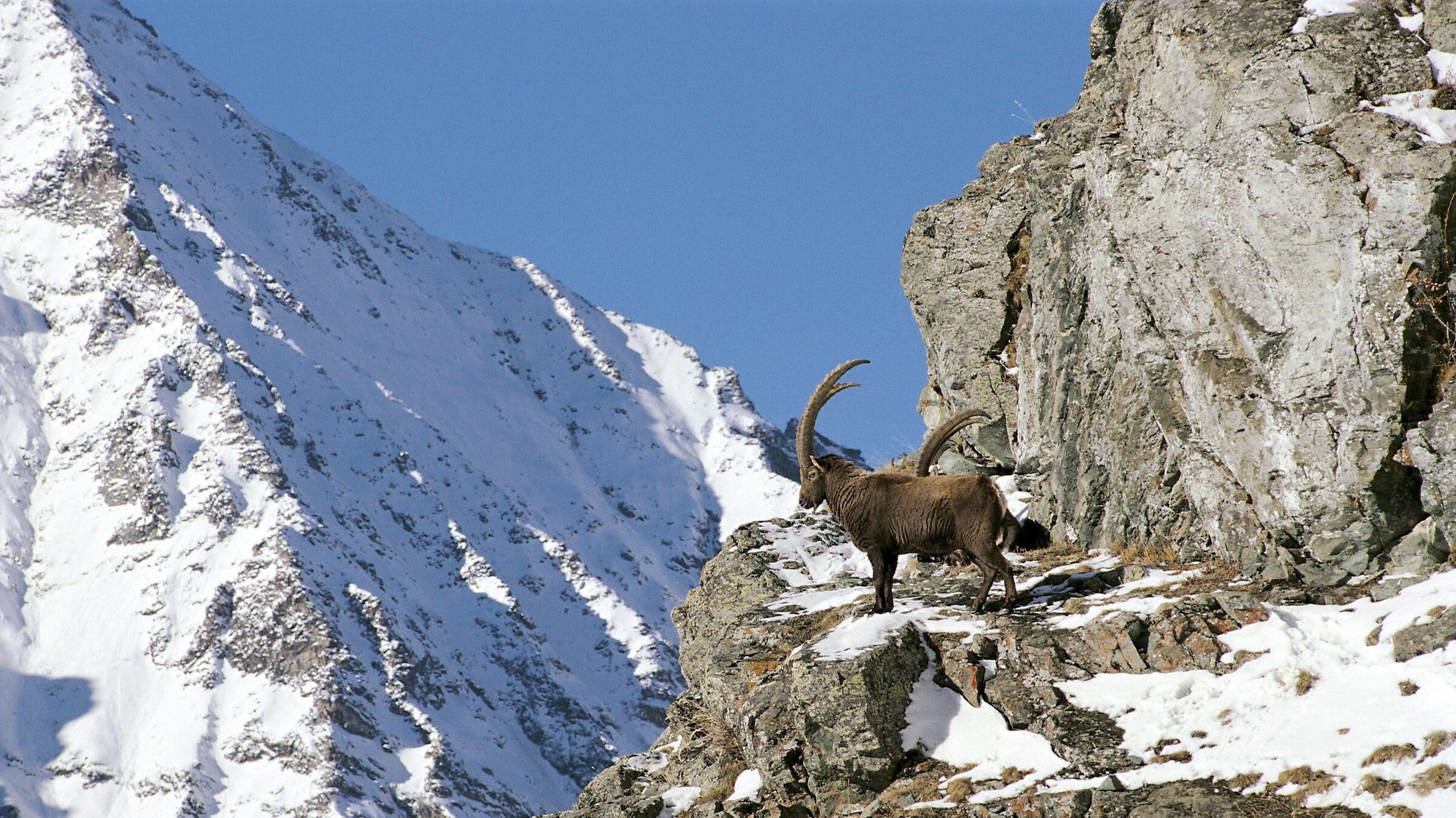 „Im Reich des Steinadlers - Eine Naturgeschichte der Alpen - Gipfelsieg des Lebens“: Zwei Steinböcke in schneebedeckter felsenlandschaft
