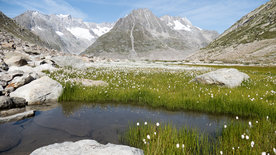 Unsere wilde Schweiz: Der Aletschgletscher