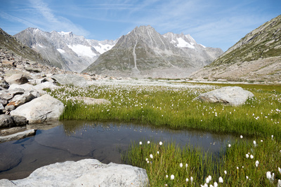 Unsere wilde Schweiz: Der Aletschgletscher