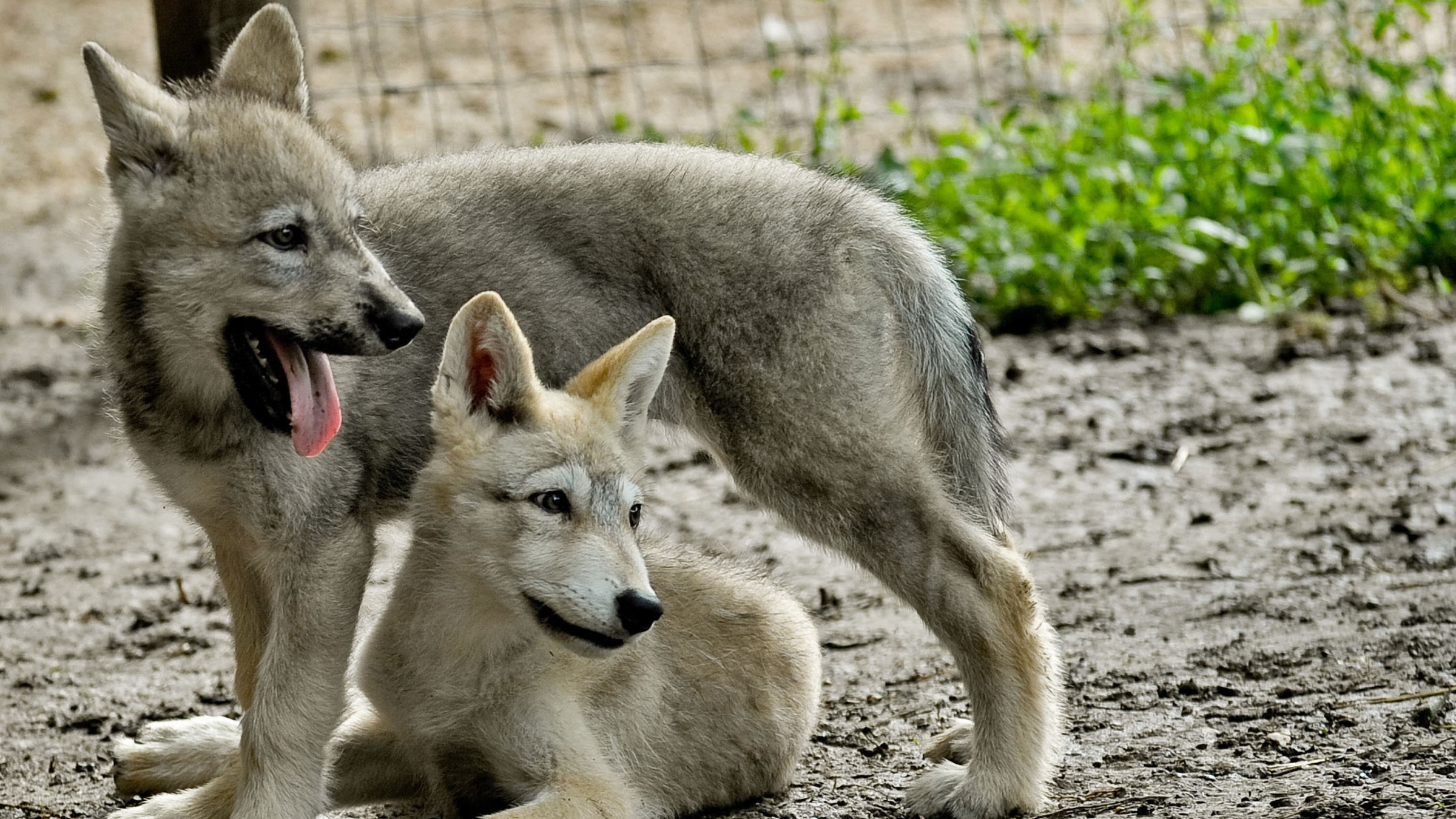 "Mit Wölfen unter einer Decke: Sechs Welpen und ein Todesfall": Welpen Yukon und Tatonga.