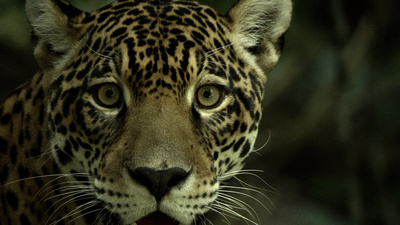 Guyana – Der Weg des Jaguars